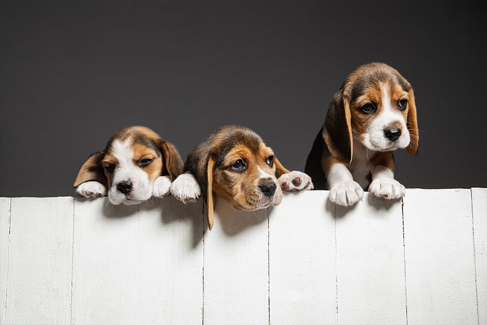 Cómo reducir el impacto ambiental de tus mascotas: Estrategias para una tenencia responsable y sostenible Cuidado responsable de nuestras mascotas