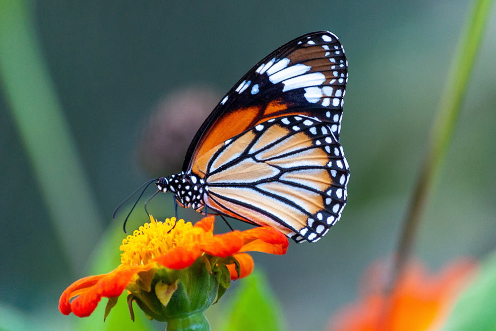 Investigadores de la UAM crean atlas de mariposas para rastrear su desaparición en España ante el cambio climático Mariposas