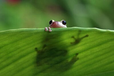 Supervivencia animal