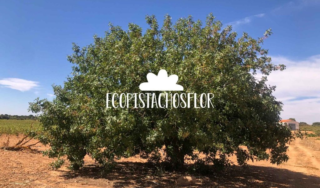 Ecopistachos Flor - Pistachos 100% ecológicos y biointegrales
