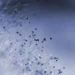 hongo Aspergillus