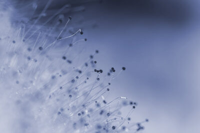 hongo Aspergillus