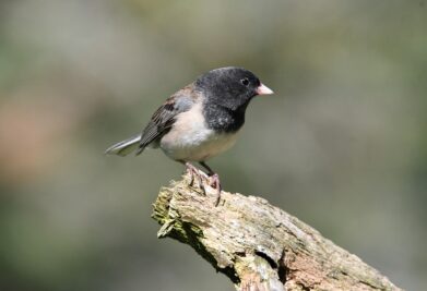 Fotografía de un pájaro