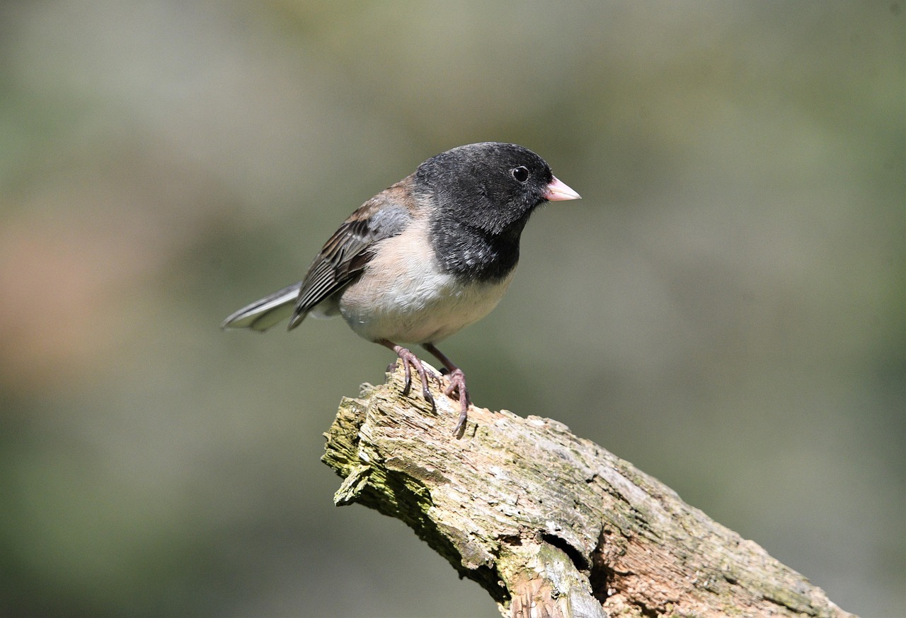 El 61% de las especies de aves del mundo está en declive: alerta global por la pérdida de biodiversidad Fotografía de un pájaro